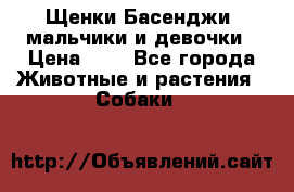 Щенки Басенджи ,мальчики и девочки › Цена ­ 1 - Все города Животные и растения » Собаки   